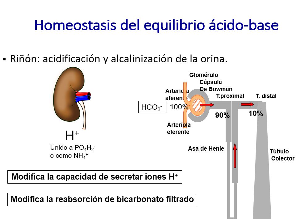 El riñón se encarga de la acidificación y alcalinización de la orina modificando la secreción de hidrogeniones, y la reabsorción del bicarbonato filtrado.