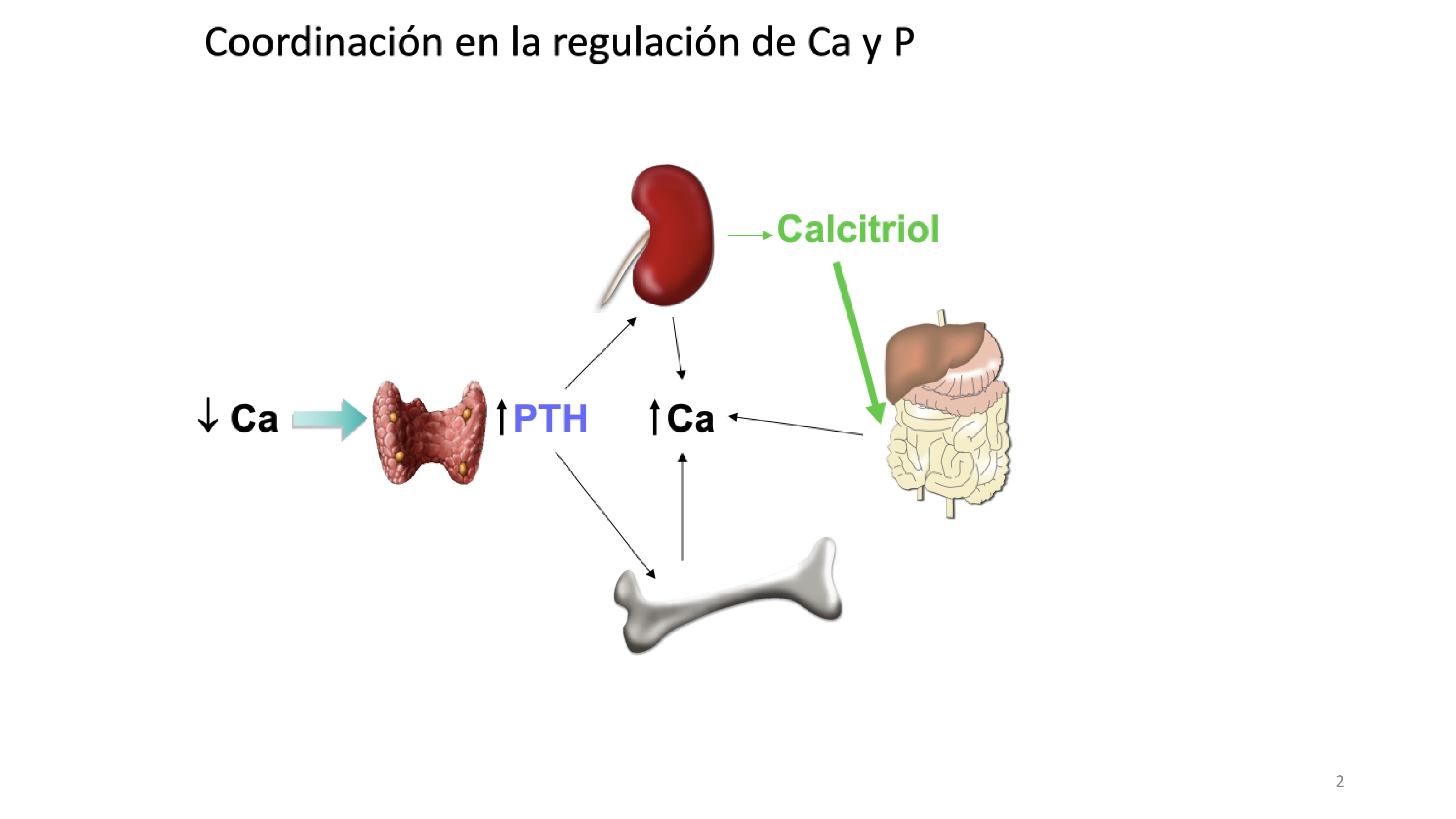 A decrease in calcium concentration stimulates PTH production and secretion. The parathyroid cell contains calcium sensors in the membrane that 