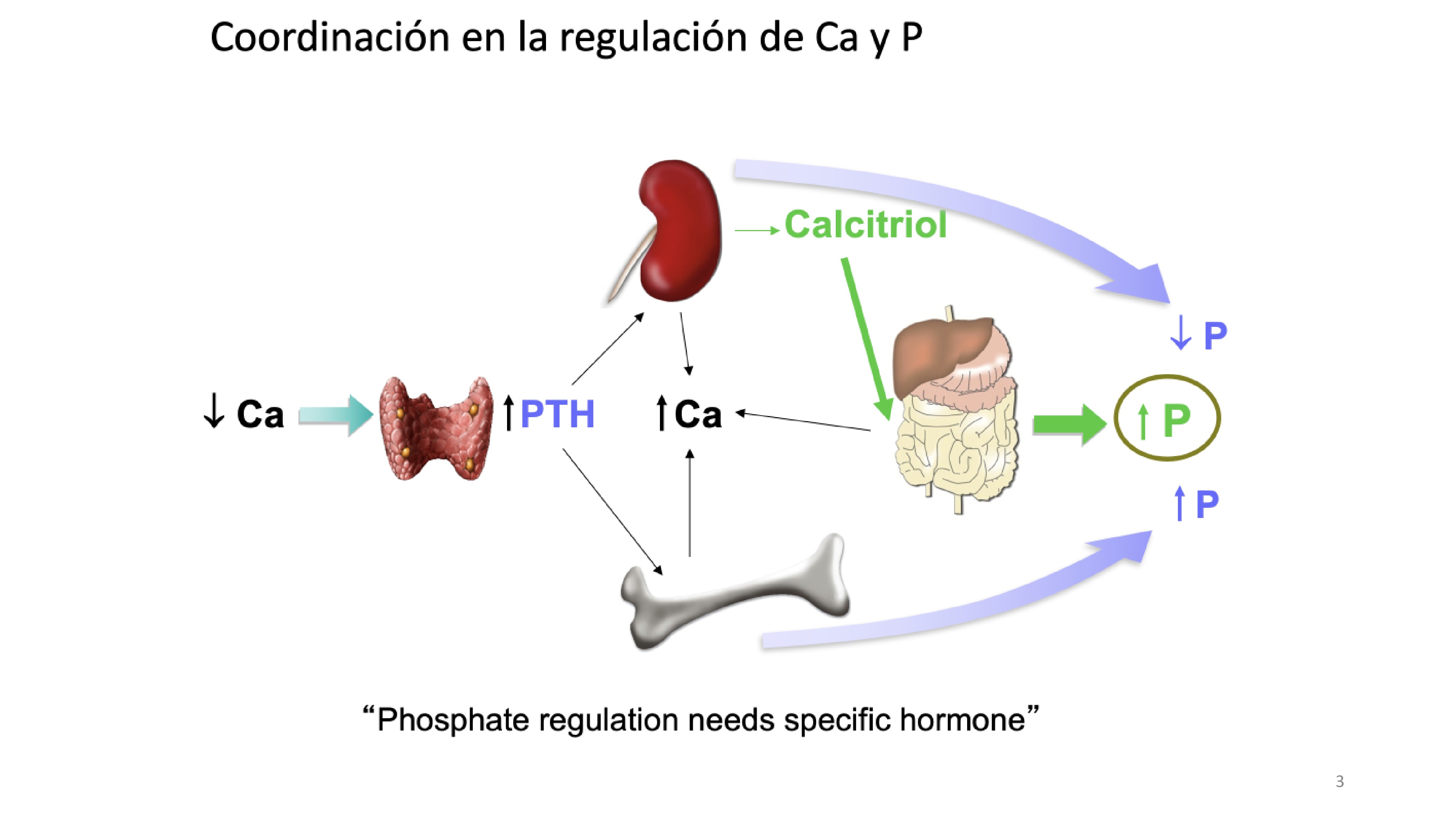 Este sistema regulador parece ser adecuado para controlar el calcio sérico; sin embargo, la 1,25 (OH) 2D3 no solo aumenta la absorción intestinal de calcio sino también la absorción de fosfato. La PTH produce fosfaturia, por lo que el fosfato liberado por el hueso no se acumula en el espacio extracelular.