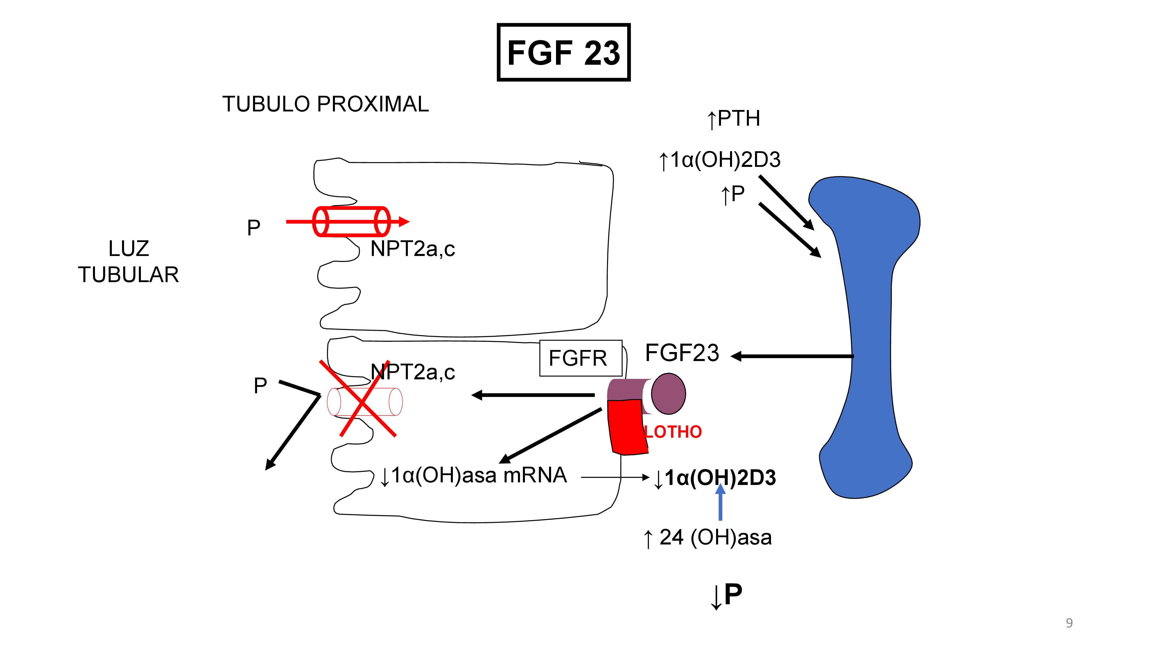 El fosforo, calcitriol y PTH estimulan la producción de FGF23, el hueso libera FGF23 que actúa en su receptor especifico, el FGFR que necesita la presencie de la molécula Klotho para optimizar la unión del FGF23 con su receptor. La acción de FGF23 en el túbulo proximal es : 1-reduce la presencia del transportador de P (NPT2a,c) en la membrana de la célula disminuyendo la reabsorción tubular de P. 2-Disminuye la 1a(OH)asa mRNA lo cual reduce la produccion de 1-25 (OH)2D3 (Calcitriol). Ademas también aumenta la degradación de 1,25(OH) 2D3 mediante el estímulo de la enzima 24-hidroxilasa