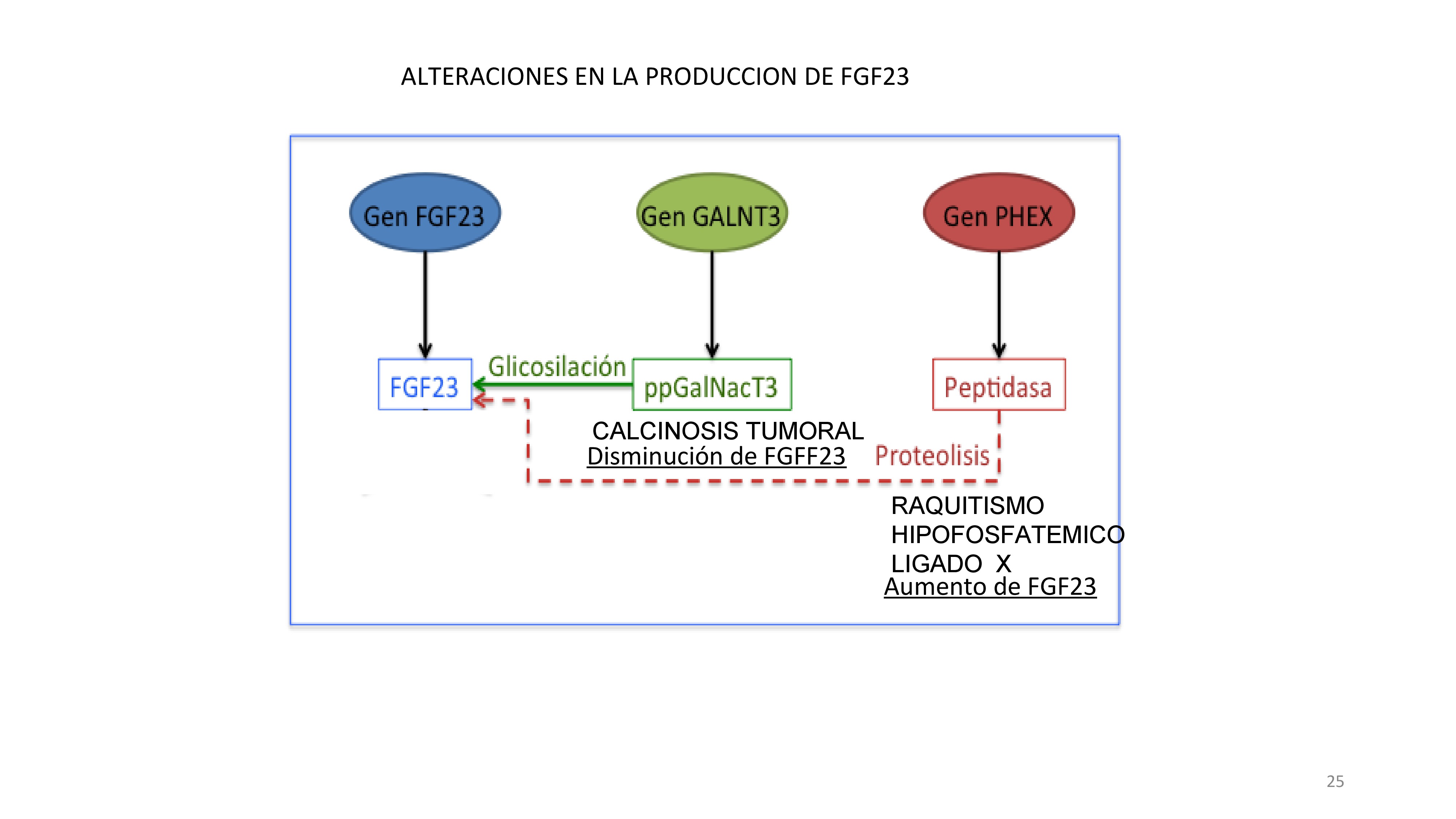 Esquema de defectos geneticos que producen alteraciones en los niveles de FGF23. El raquitismo hipofosfatemico es debido a un exceso de FGF23 porque hay un defecto del gen PHEX causando disminución de proteólisis del la molecula FGF23. La calcinosis tumoral es un defecto del gen GALNT3 con defecto glicoxilacion de FGF23 que hace que sea fácilmente fragmentada.