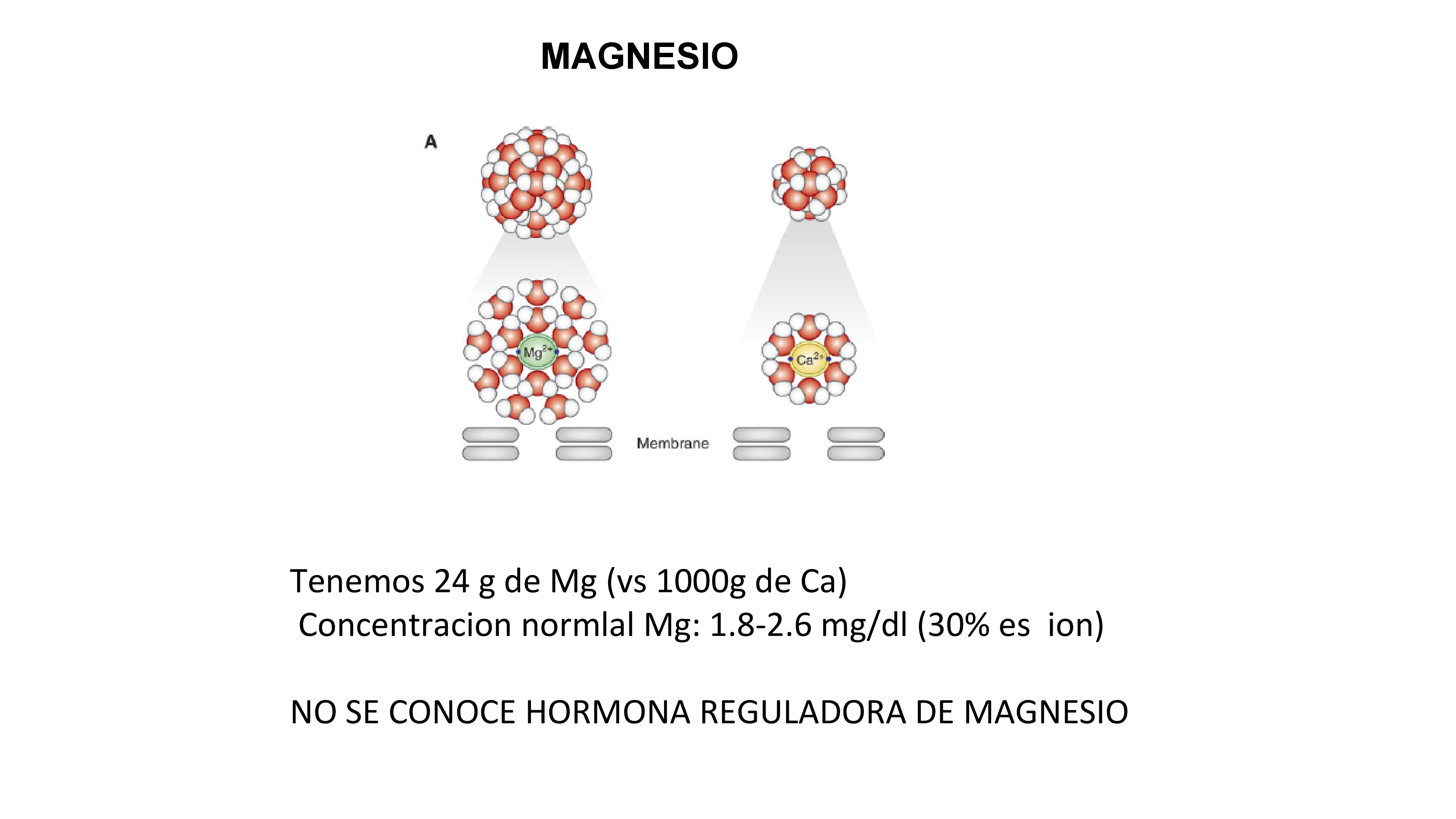 En el adulto normal, el magnesio corporal total es aproximadamente 24 g en comparación con 1000 g de calcio. No se conoce ninguna hormona que regule la concentración de magnesio. El magnesio extracelular es aproximadamente 60% ionizado, 30% unido a proteínas y 10% en forma de sales. Magnesio sérico normal (sMg) varía de 1.8 a 2.6 mg / dl - El magnesio es cofactor de más de 300 enzimáticos reacciones . El radio de magnesio hidratado es 16 veces más grande que el calcio hidratado quizás explicando la dificultad del magnesio para pasar a través de canales biológicos estrechos fácilmente atravesado por el calcio. - Finalmente, magnesio es un conocido inhibidor de la calcificación de tejido blando, incluida la vasculatura.