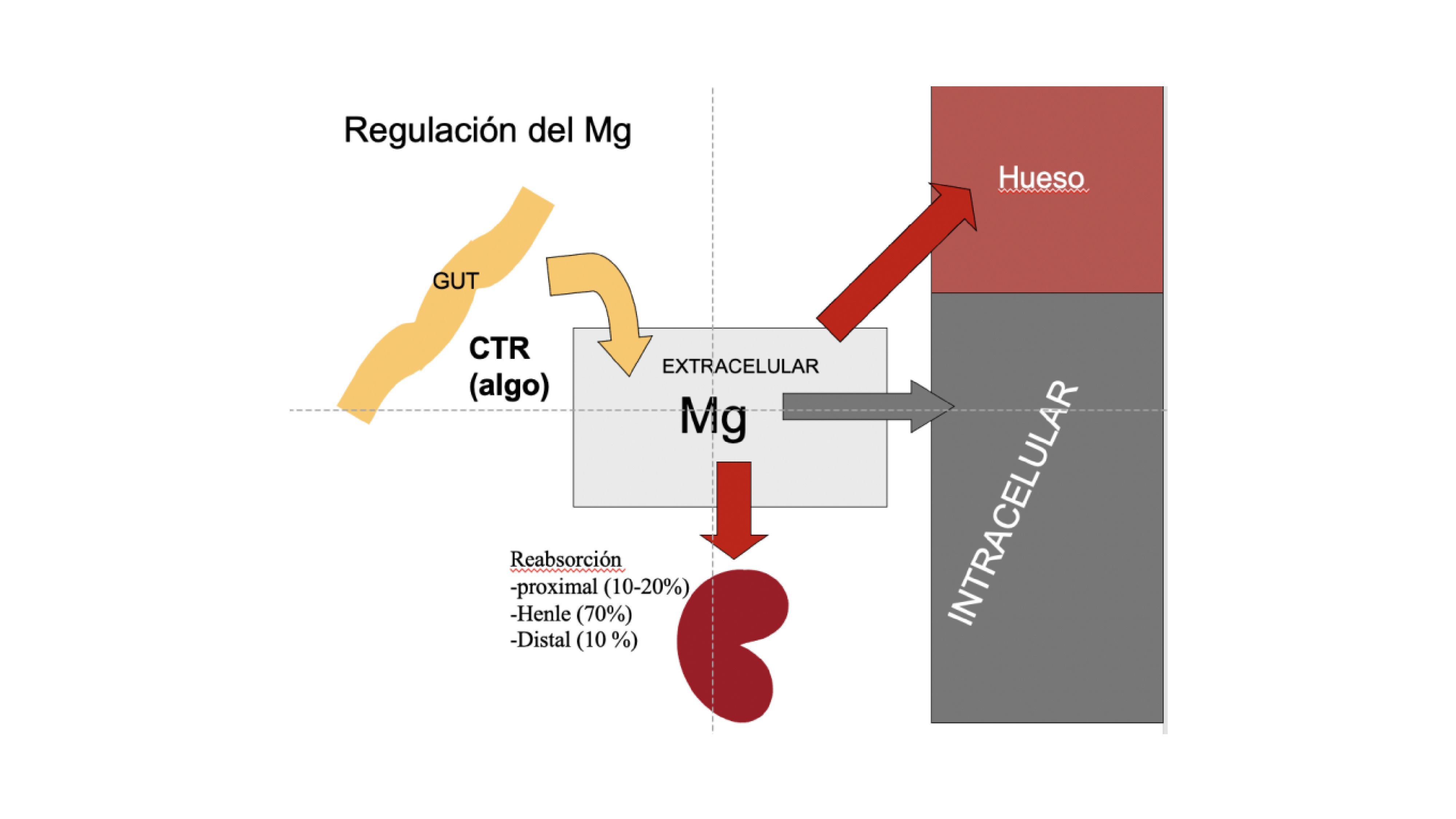 El balance de magnesio está determinado por la ingesta y absorción, movimiento de Mg entre hueso, espacio intracelular y el espacio extracelular y la excreción renal de Mg La mayor parte del magnesio ingerido se absorbe en el intestino delgado. a través de una vía paracelular de forma pasiva. Activo, La absorción transcelular activa de Mg ocurre en el colon a través de el canal de magnesio TRPM6. La absorción paracelular aumenta con 1,25D, posiblemente mediante la regulación de las claudinas 2 y 12 . En el riñon se filtran diariamente 2400 mg de magnesio y se reabsorbe el 90-95%. En el túbulo proximal se reabsorbe el 10-25% de Mg , mucho menos que lo que se reabsorbe de Ca (60 a 70%). Esta diferencia puede ser debida al gran radio del magnesio hidratado. En el la rama ascendente del as de Henle se reabsorbe un 70% del magnesio, por via paracelular (claudinas 16 y 19 ) impulsado por gradiente transepitelial. Activación de CaSR por hipercalcemia y quizás hipermagnesemia modifica el gradiente transepitelial e incrementa la excreción de calcio y magnesio (2). Diez porciento de la reabsorción de magnesio se produce a través de un activo proceso transcelular en el DCT a través del apical canal epitelial, TRPM6. El factor de crecimientoEpidérmico regula la actividad de TRPM6, mientras que La expresión de TRPM6 es modificada por estrógenos y la concentración de Mg. La expansión de volumen, los diuréticos de asa y tiazidas, la diuresis salina y de agua y la aldosterona disminuyen la reabsorción tubular de Mg.Muchas preguntas siguen sin respuesta con respecto a magnesio en ERC. Los niveles bajos de 1,25D pueden disminuir la absorción intestinal de magnesio en pacientes con ERC. Los niveles de Mg no esta aumentados en la ERCLa concentración sérica de magnesio no refleja muy bien el nivel de magnesio corporal total. Sólo el 1% del magnesio corporal total está presente en liquido extracelular y solo el 0.3% del magnesio corporal total es se encuentra en el suero, por lo que las concentraciones de magnesio en suero no son buenos predictores del magnesio corporal total. Se puede realizar la prueba de retención de magnesio: ¿test de de carga de Mg