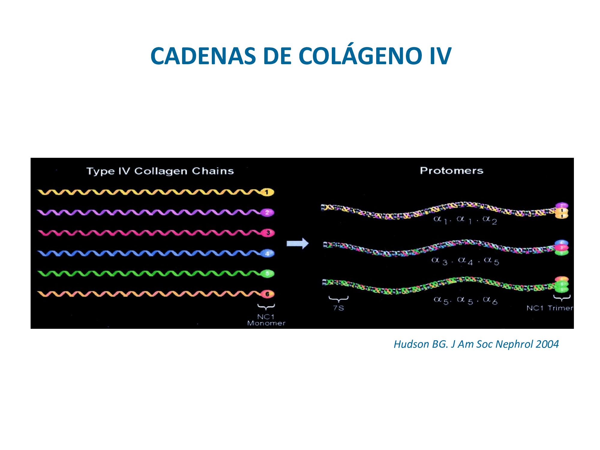 Las cadenas de colágeno IV se ensamblan en trímeros de acuerdo con la figura de la derecha