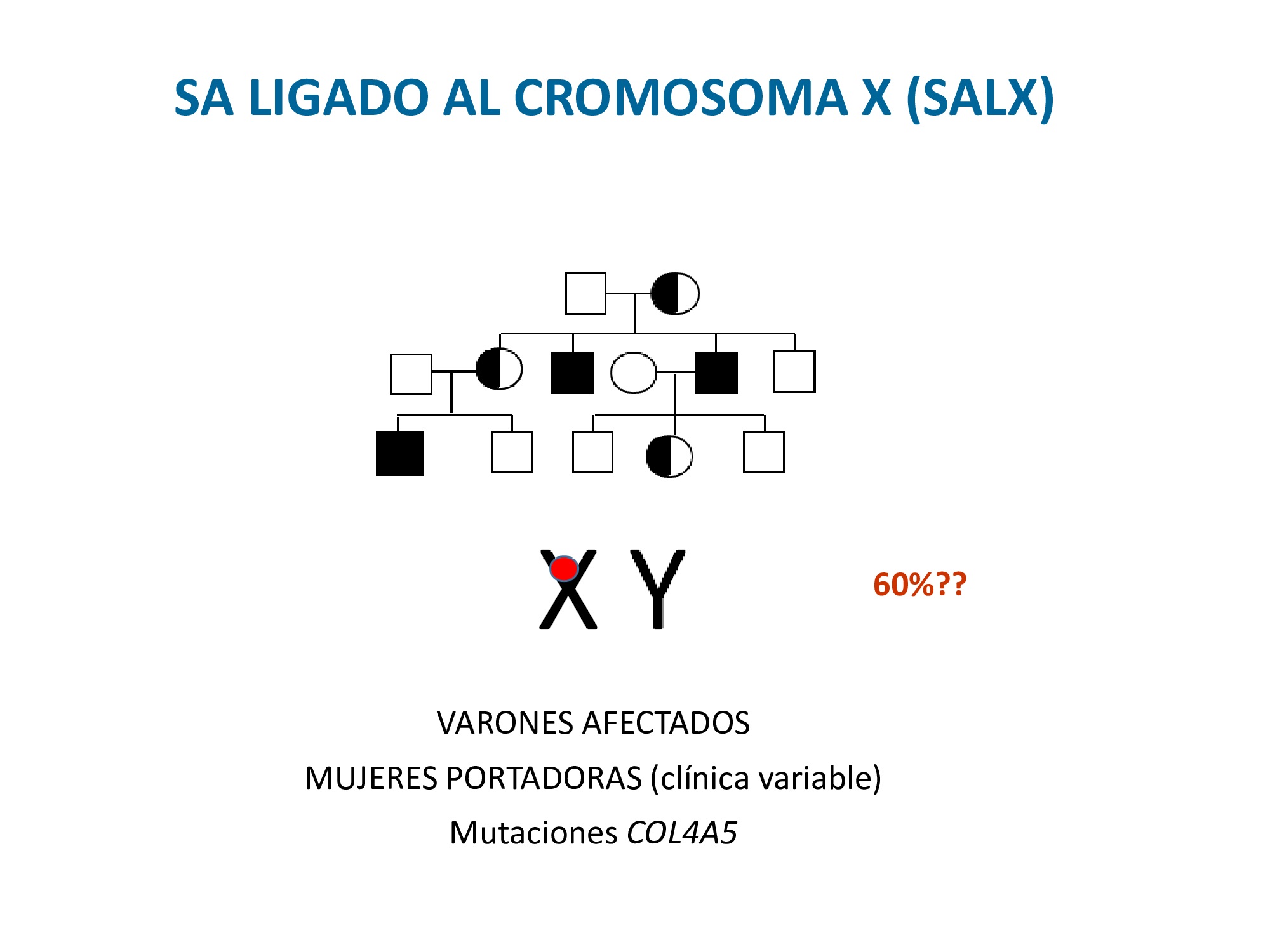 Si pasamos al SALX, es el responsable del 60% de los casos del síndrome (probablemente menos xq la forma dominante está infradignosticada) y como cualquier enfermedad ligada al CR X, se caracteriza porque los varones están afectados y las mujeres portadoras podrían ser asintomáticas o presentar una clínica más leve, pero en este caso se ha descrito que existe una gran variabilidad clínica en estas mujeres. 
Este tipo de SA está causado por mutaciones en el gen COL4A5 de la familia del colágeno tipo IV. 