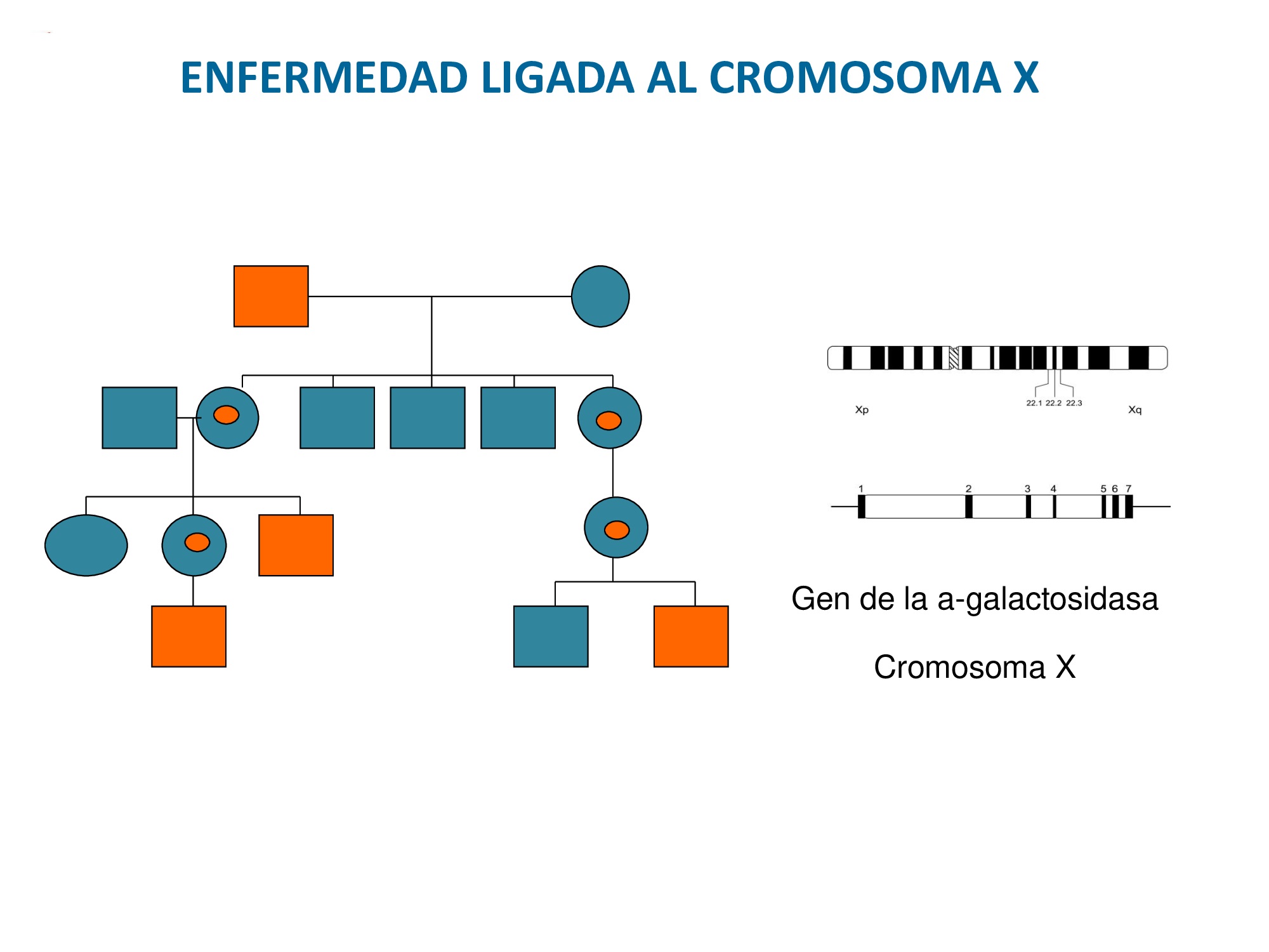 Herencia ligada al cromosoma X: mujeres menos afectadas que varones, pero al igual que en el Alport padecen también la enfermedad. Mismos síntomas pero generalmente más leves y más tarde.
