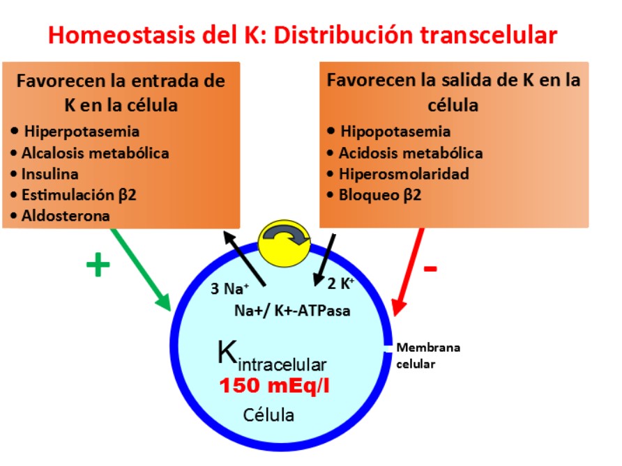 
La bomba Na-K-ATPasa es el factor determinante en la distribución de K.



Regulada por varios factores:

Concentración de potasio
Catecolaminas
Insulina



La propia concentración de K tiene un efecto directo sobre la distribución, de modo que el K entra en la célula en la hiperpotasemia y sale en la hipopotasemia.
La Aldosterona: además de aumentar la excreción del K y la secreción de este catión por las glándulas salivares, sudoríparas y por el intestino, existen evidencias experimentales de que la aldosterona puede así mismo, favorecer la entrada de K a la célula.
Se va a ver separadamente cada uno de estos factores.
