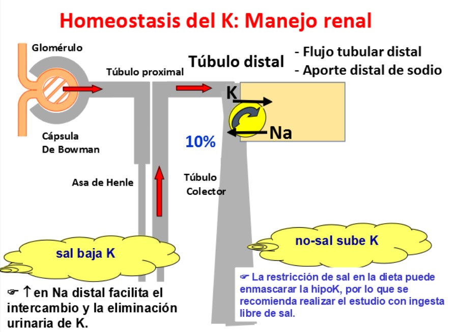 Un aumento del flujo distal es un estímulo importante para la secreción distal de K, el K se secreta en el túbulo distal intercambiándose por Na. Por ello, un aumento en el aporte de Na hacia el túbulo distal facilita su intercambio con K y, por tanto, la eliminación urinaria de K.
En casos de importante depleción de volumen, la capacidad de manejar el K por el túbulo se altera debido a la disminución del flujo distal, lo que puede disminuir aún mas la secreción de potasio.
