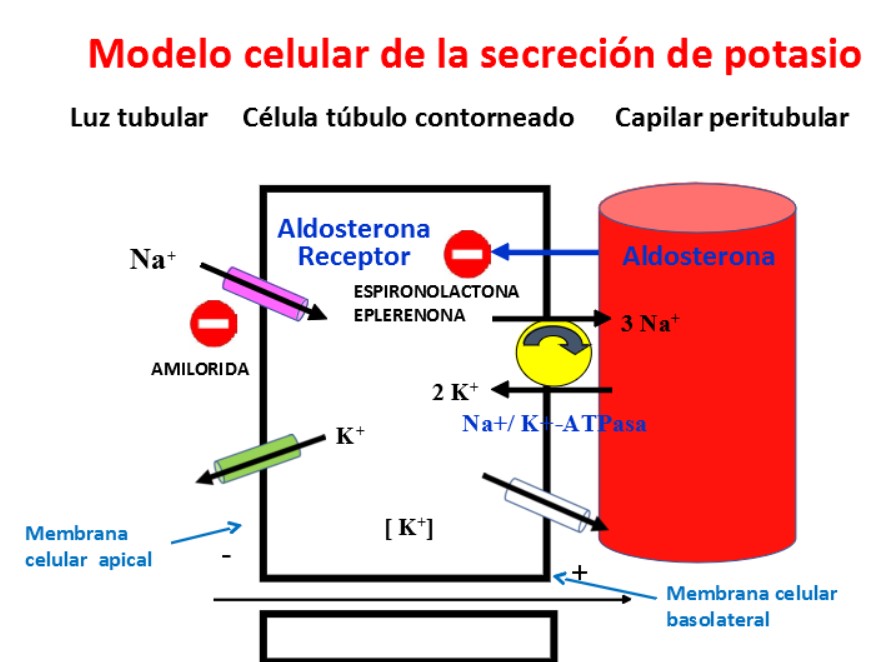 Representación del mecanismo de acción de los diuréticos ahorradores de potasio.
