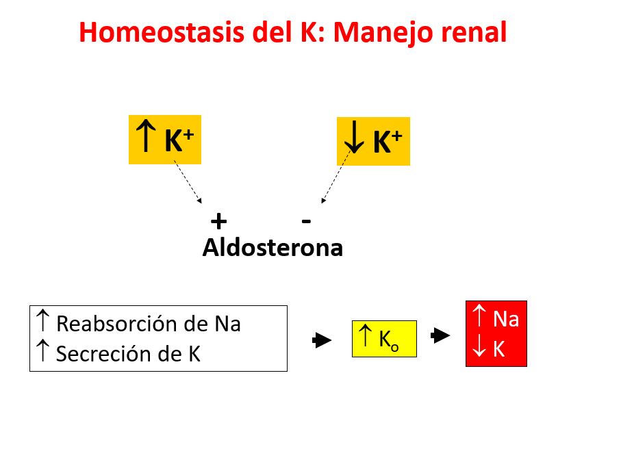 La aldosterona es un  mineralcorticoide que se secreta en la zona glomerulosa de la suprarrenal, aumenta la reabsorción distal de sodio y la secreción de potasio. Aumenta la permeabilidad  luminal al Na y el K  (mediante el incremento del nº de canales abiertos), y tb. Aumenta la actividad de la bomba Na-K. Esta secreción se estimula por la hiperK y se inhibe por la hipoK. 
Una carga de K, provoca directamente un aumento de la secreción de aldosterona y, por consiguiente, facilita la excreción de exceso de potasio por la orina.
Además de sus conocidos efectos sobre la excreción renal de potasio y de aumentar la secreción de potasio por las glándulas salivares y sudoríparas, así como por el intestino, existe evidencia experimental de que la aldosterona también puede favorecer la entrada de potasio al interior celular. 
La aldosterona, además del aumento de la excreción urinaria, activa dos factores que participan  en la adaptación crónica:

El aumento de la captación celular extrarrenal de K.
El aumento de las pérdidas intestinales mediante la secreción colónica de K.

