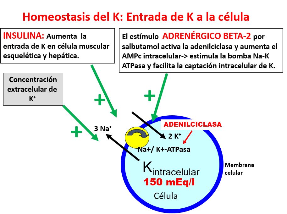 
Las situaciones en las que se favore la entrada de K en la célula son:

La propia concentración de K tiene un efecto directo sobre la distribución, de modo que el K entra en la célula en la hiperpotasemia y sale en la hipopotasemia.
Las catecolaminas y la insulina tienen menos importancia en el estado basal, pero desempeñan un papel importante, ya que aumentan la captación celular de K tras una carga alimentaria. Esto protege de una elevación peligrosa de la concentración de K hasta que el riñón pueda restaurar el equilibrio potásico mediante la eliminación de K.
Favorecen la entrada de potasio en la célula:

Insulina: introduce el potasio en el interior de la célula. La Insulina estimula rápidamente la entrada de K a las células, a través de la activación de la bomba Na-K ATPasa. Este mecanismo es independiente  de la entrada de glucosa a la célula dependiente de Insulina. También fomenta  la captación celular de K en los músculos esqueléticos y en el hígado.
Aparte de su papel fisiológico, el efecto de la insulina sobre la distribución de K es útil para el  tratamiento de la hiperK. Tanto la administración de Glu (para aumentar la liberación endógena) como la de insulina son capaces de reducir rápidamente la concentración plasmática de K, mediante un movimiento intracelular del mismo. 
Agonistas beta adrenérgicos: activan la adenilciclasa y aumenta el AMP cíclico intracelular, lo que  a su vez estimula la bomba Na-K ATPasa y facilita la captación intracelular de K.
